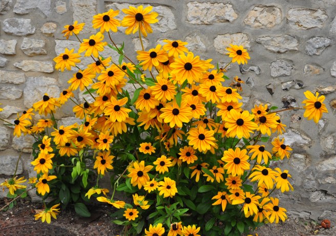 MonetsGarden-14
