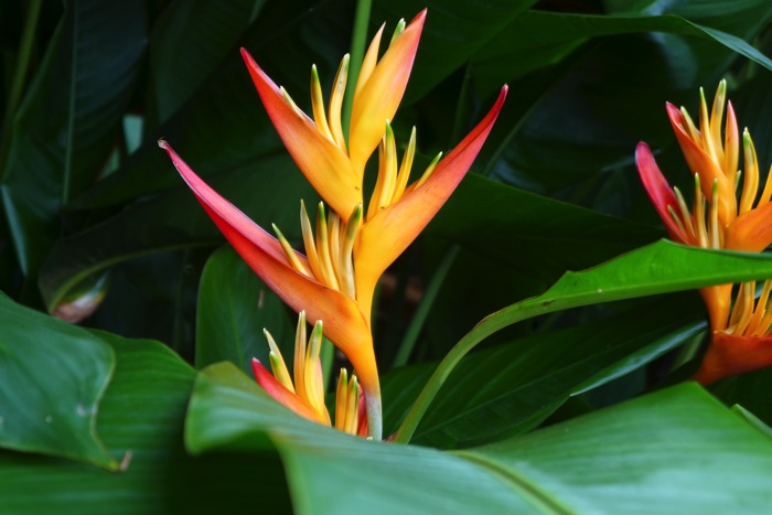 2014-09-10Tahiti-72.JPG 2014 09 10Tahiti 72