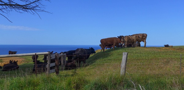 Fleurieu 3