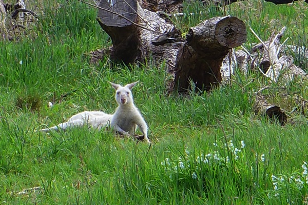 Kanagroo 1