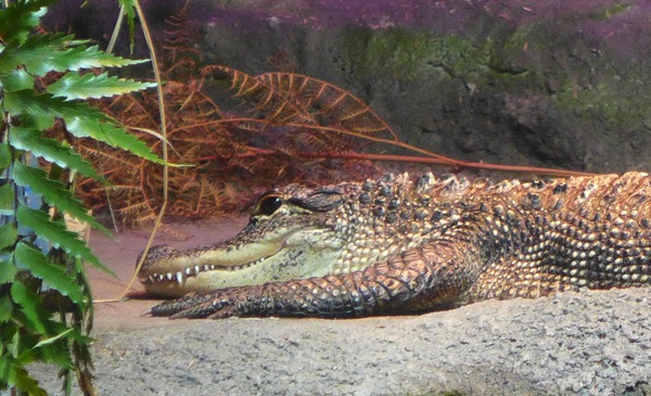 alligator-1.jpg Alligator 1