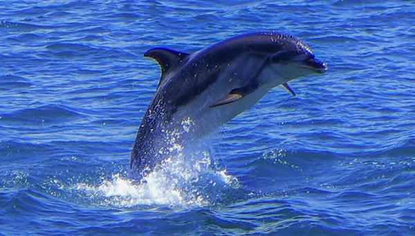 Dolphin-10.jpg Dolphin 10