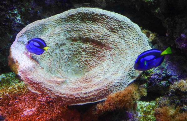 littlefish-1.jpg Littlefish 1