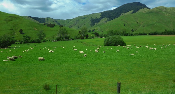 Picton 6