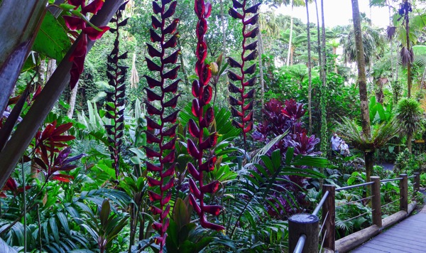 HawaiiTropicalGarden 1