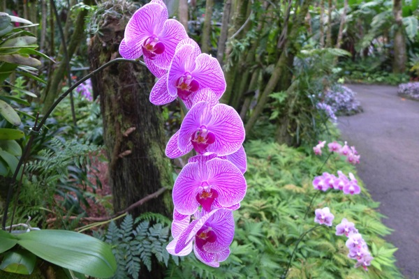 HawaiiTropicalGarden-12.jpg HawaiiTropicalGarden 12
