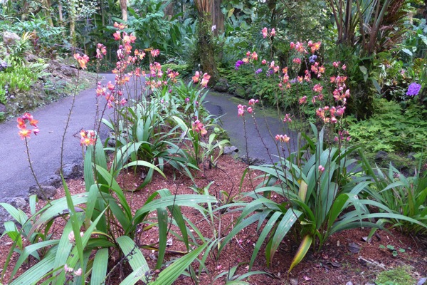 HawaiiTropicalGarden-13.jpg HawaiiTropicalGarden 13