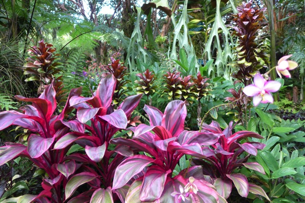 HawaiiTropicalGarden-15.jpg HawaiiTropicalGarden 15