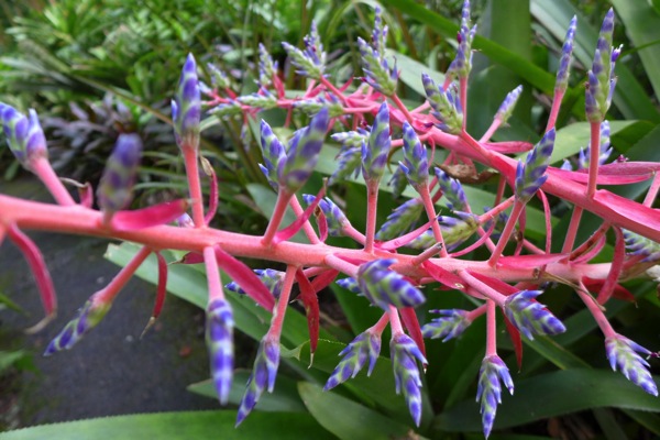 HawaiiTropicalGarden-4.jpg HawaiiTropicalGarden 4