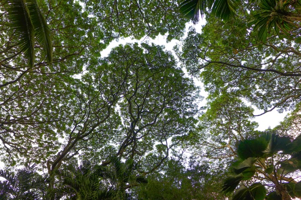 HawaiiTropicalGarden 7