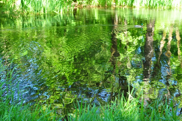 Pretty pools in a nice park at the hatchery
