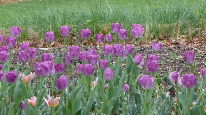 BotanicalGarden-35