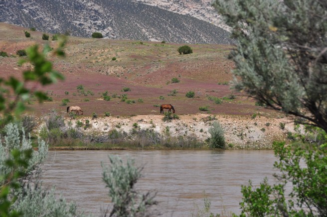 DinosaurCGUtah-32